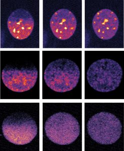Micropilot detected cells at particular stages of cell division
