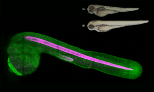 Three images of zebrafish embryos, one in full colour and two in black-and-white. The latter images show hsp47 mutant zebrafish embryos grown at high temperatures, which are visibly shorter than wild-type embryos. The coloured image shows a line of pink cells along the centre of the body of the zebrafish.
